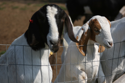 Baby Animal Day - Long Island, New York