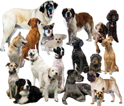 Various Breeds of Dogs - Long Island, New York