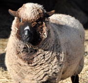 Hallockville Museum Farm - Long Island Fleece and Fiber Fair - Long Island, New York