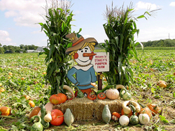 Stakey's Pumpkin Farm - Pick Your Own Pumpkin - Aquebogue, Long Island, New York