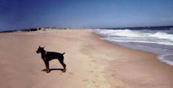 Long Island Pet Professionals - Long Island, New York