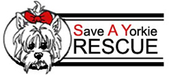 Save A Yorkie Rescue - Long Island, New York