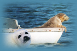 Seal Cruises 2009 by the Riverhead Foundation for Marine Research and Preservation