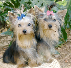 Yorkies Dogs Puppies - Long Island, New York