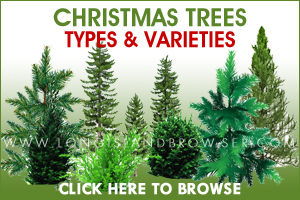 Holiday Christmas Tree Types Varieties - Cedars Cypresses Firs Pines Spruces - Nassau County, Suffolk County, Long Island, New York