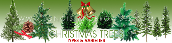 Long Island Holiday Christmas Tree Types Varieties - Cedars Cypresses Firs Pines Spruces