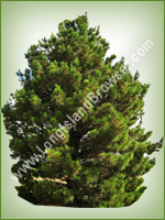 Afghan Pine (Pinus eldarica) - Long Island Holiday Christmas Tree