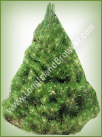 Austrian Pine (Pinus nigra) - Long Island Holiday Christmas Tree