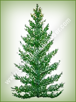 Balsam Fir (Abies balsamea) - Long Island Holiday Christmas Tree