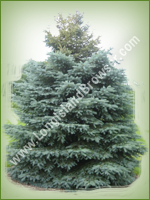 Blue Spruce (Picea pungens) - Long Island Holiday Christmas Tree