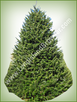 Canaan Fir (Abies balsamea) - Long Island Holiday Christmas Tree