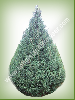 Carolina Sapphire (Cupressus arizonica) - Long Island Holiday Christmas Tree