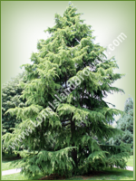 Deodar Cedar (Cedrus deodara) - Long Island Holiday Christmas Tree