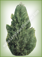 Eastern Red Cedar (Juniperus virginiana) - Long Island Holiday Christmas Tree