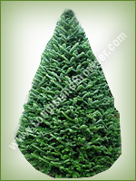 Fraser Fir (Abies fraseri) - Long Island Holiday Christmas Tree