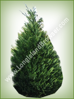 Leyland Cypress (Cupressus x leylandii) - Long Island Holiday Christmas Tree