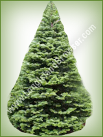 Noble Fir (Abies procera) - Long Island Holiday Christmas Tree