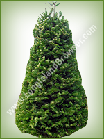 Nordmann Fir (Abies nordmanniana) - Long Island Holiday Christmas Tree