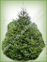 Norway Spruce (Picea abies) - Long Island Holiday Christmas Tree