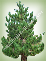 Red Pine (Pinus resinosa) - Long Island Holiday Christmas Tree