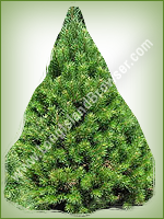 Scotch Pine (Pinus sylvestris) - Long Island Holiday Christmas Tree