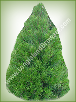 Virginia Pine (Pinus virginiana) - Long Island Holiday Christmas Tree