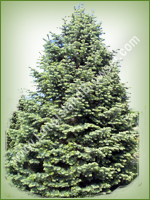 White Fir (Concolor Fir) (Abies concolor) - Long Island Holiday Christmas Tree