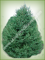 White Spruce (Picea glauca) - Long Island Holiday Christmas Tree