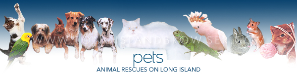 Long Island animal shelters,  animal shelters on Long Island, Long Island pet adoption centers, pet adoption centers on Long Island, animal adoption centers on Long Island, Long Island animal adoption centers, Long Island, pet adoption, pets for adoption on Long Island, Long Island dog canine adoption, dogs canines for adoption on Long Island, Long Island animal adoption, pet adoption on Long island, adopting a dog on Long Island, Nassau County, Suffolk County, Hamptons, Long Island, New York.