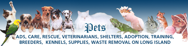 Long Island Pets Browser Pets Dogs Cats Birds Reptiles Nassau Suffolk Long Island New York