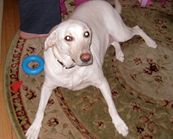 Dog for Adoption - Long Island, New York