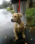 Lost Dog Tank - Mastic Beach, Long Island, New York