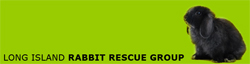 Long Island Rabbit Rescue Group (LIRRG) Animal Rescue - Long Island, New York