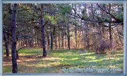 Robert Cushman Murphy County Park - Manorville, Long Island, New York